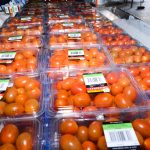 Emthanjeni Hydroponics Cooperative – Plum tomatoes from De Aar’s greenhouses